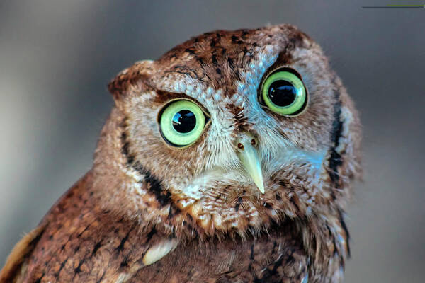 Photo For Sale Art Print featuring the photograph Crazy Eyed Burrowing Owl by Robert Wilder Jr