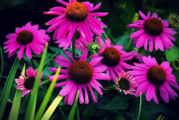  Art Print featuring the photograph Crazy for Coneflowers by Kendall McKernon