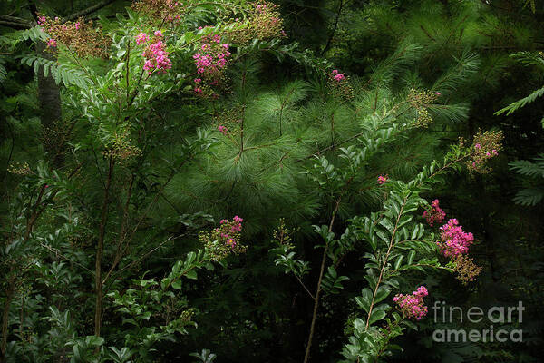 Crepe Myrtle Art Print featuring the photograph Crepe Myrtle by Mike Eingle