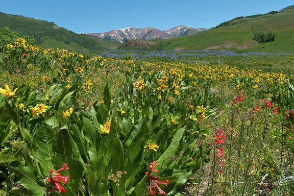 Crested Butte Art Print featuring the photograph Crested Butte Wildflower Meadow and Mountains by Cascade Colors