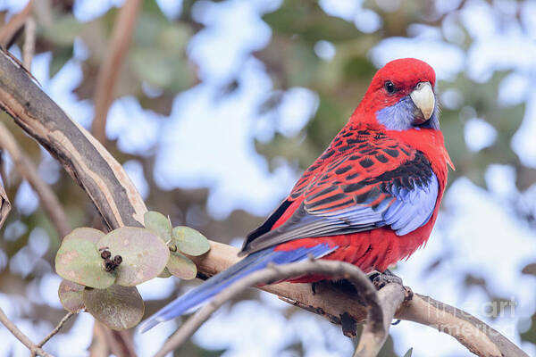 Bird Art Print featuring the photograph Crimson Rosella 03 by Werner Padarin