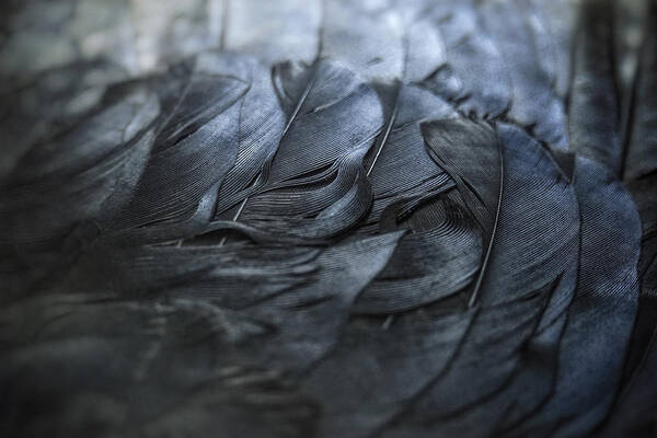 3+ Thousand Crow Feather Detail Royalty-Free Images, Stock Photos