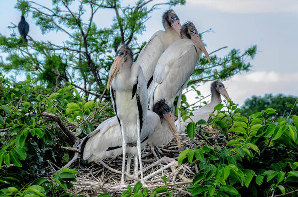 Young White Storks Art Print featuring the photograph Crowded nest by Wolfgang Stocker