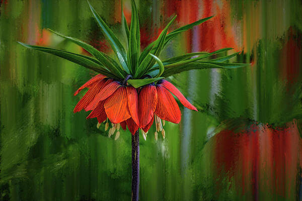 Crown-imperial Art Print featuring the photograph Crown-imperial abstract #h5 by Leif Sohlman