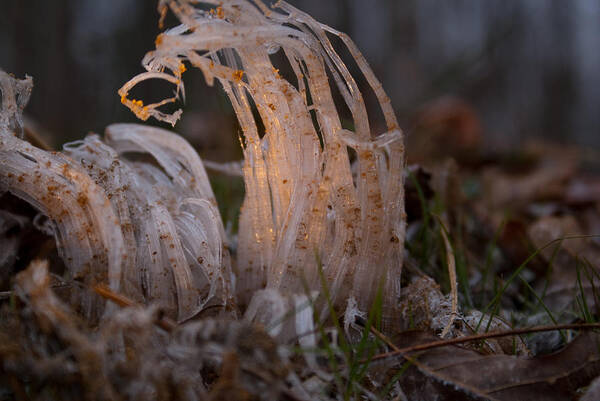 Frost Art Print featuring the photograph Crystal and Light by Douglas Barnett