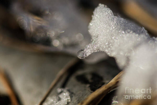 Snow Art Print featuring the photograph Crystals by JT Lewis