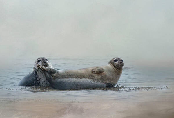 Seal Art Print featuring the photograph Curious Onlookers by Robin-Lee Vieira