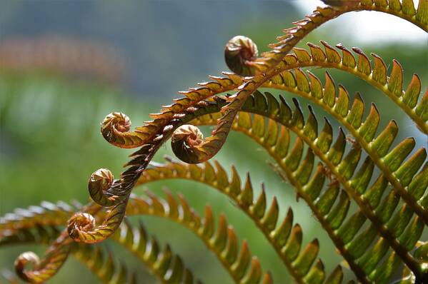 Ferns Art Print featuring the photograph Curlicues of the Hapuu by Heidi Fickinger