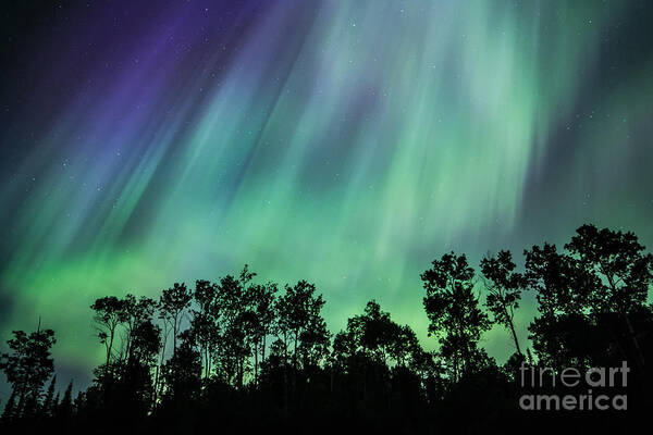 Northern Lights Art Print featuring the photograph Curtain of Lights by Lori Dobbs