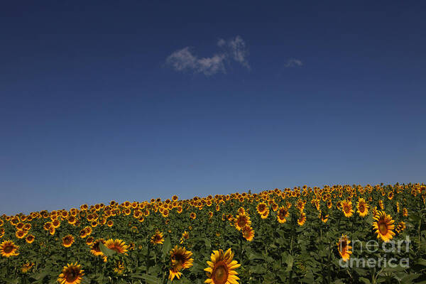 Sunflowers Art Print featuring the photograph Curvature by Amanda Barcon