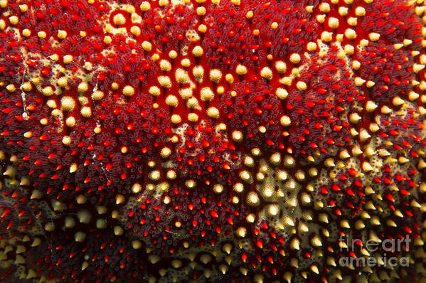 Cushion Sea Star Art Print featuring the photograph Cushion Star Detail by Aaron Whittemore