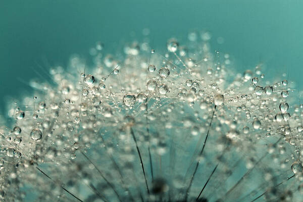 Dandelion Art Print featuring the photograph Cyan Sparkles by Sharon Johnstone