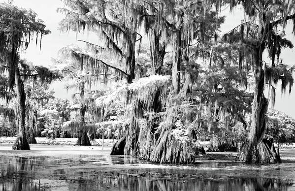 Algae Art Print featuring the photograph Cypress Infrared by Lana Trussell