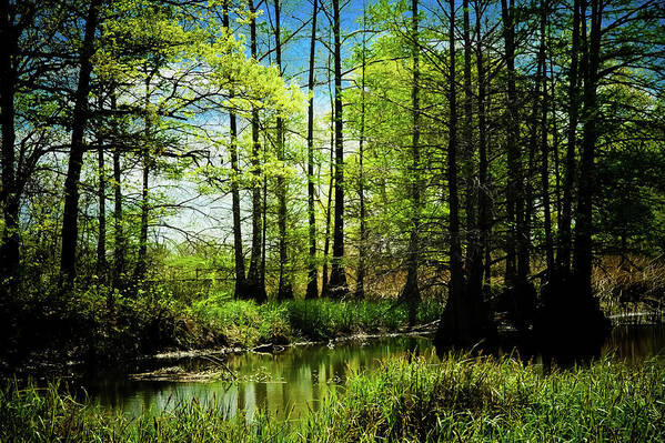 Trees Art Print featuring the photograph Cypress Reborn by Iris Greenwell
