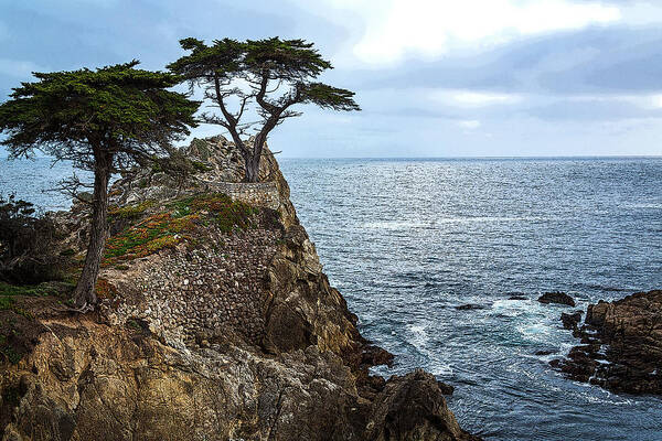 Cypress Art Print featuring the photograph Cypress Tree on the Point by Rick Strobaugh