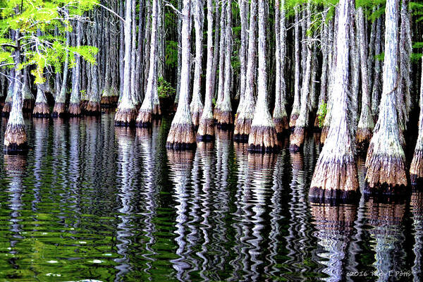 Cypress Trees Art Print featuring the photograph Cypress Tree Reflection by Tara Potts