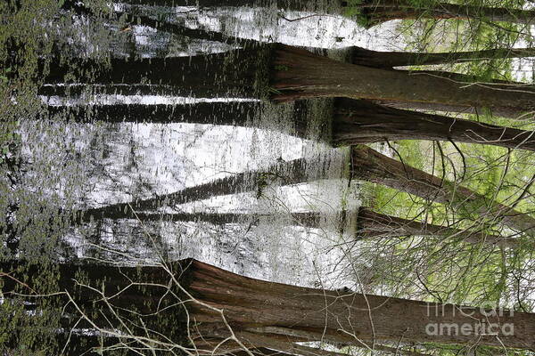 Lake Martin Art Print featuring the photograph Cypress Trees Angles Lake Martin by Chuck Kuhn