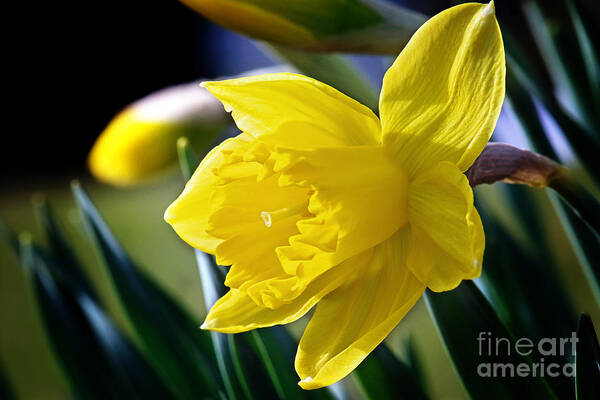 Daffodil Flower Art Print featuring the photograph Daffodil Flower Photo by Gwen Gibson
