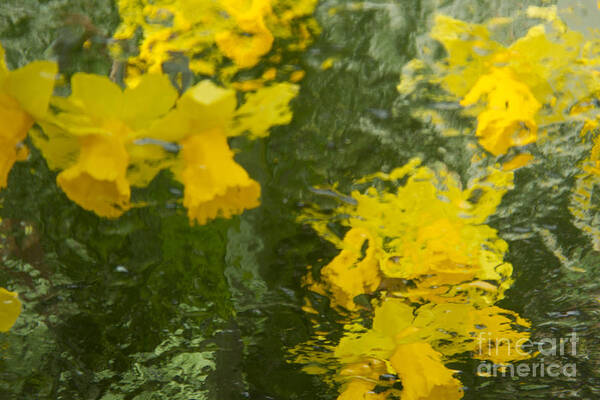 Daffodil Art Print featuring the photograph Daffodil Impressions by Jeanette French