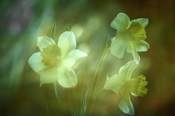 Daffodils Art Print featuring the photograph Daffodils1 by Loni Collins