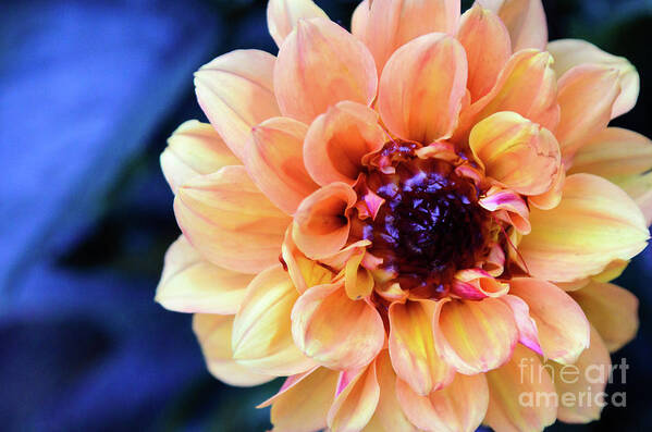 Dahlia Art Print featuring the photograph Dahlia Beauty by Debby Pueschel