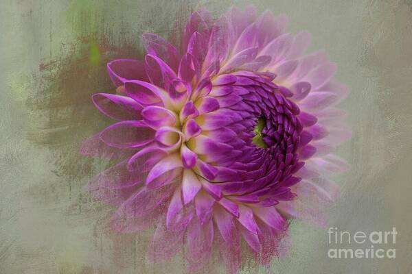 Dahlia Art Print featuring the mixed media Dahlia Dream by Eva Lechner