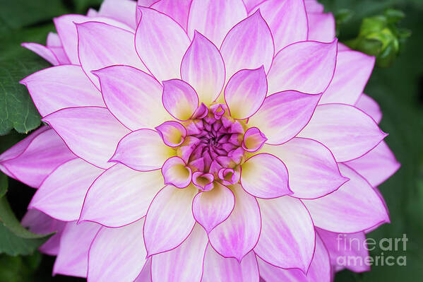 Dahlia Art Print featuring the photograph Dahlia Oriental Dream by Tim Gainey