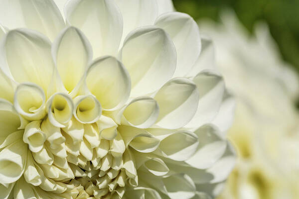 Dahlia Art Print featuring the photograph Dahlia Study 4 by Scott Campbell