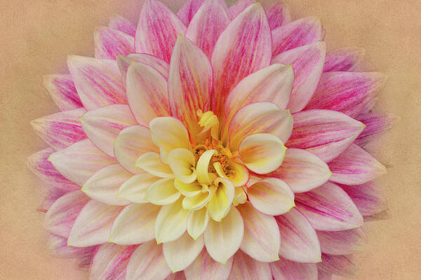 Dahlia Art Print featuring the photograph Dahlia With Golden Background by Mary Jo Allen
