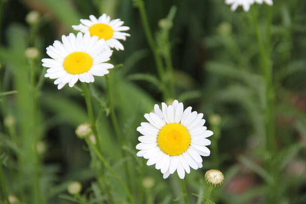 Flower Art Print featuring the photograph Daisies by Allen Nice-Webb