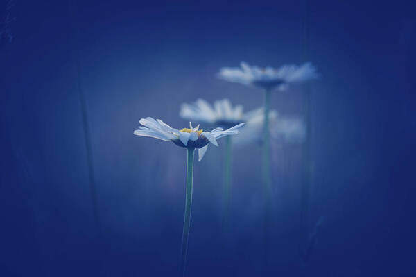 Daisy Art Print featuring the photograph Daisies In Blue by Shane Holsclaw