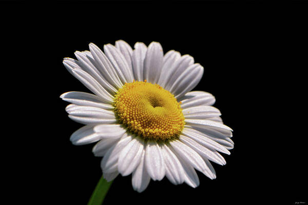 Macro Art Print featuring the photograph Daisy 011 by George Bostian