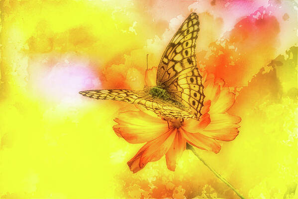 Flower Art Print featuring the photograph Daisy for a Butterfly by Ches Black