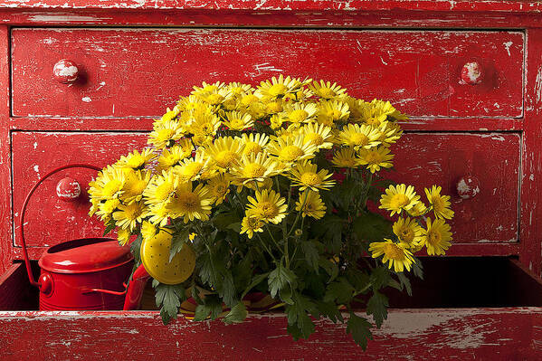 Daisy Art Print featuring the photograph Daisy Plant In Drawers by Garry Gay