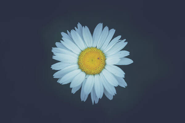 Daisy Art Print featuring the photograph Daisy by Shane Holsclaw