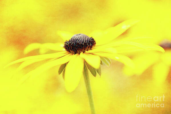 Black-eyed Susan Art Print featuring the photograph Dance of Joy by Anita Pollak