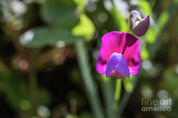 Vicia Sativa Art Print featuring the photograph Dance of the Light by Eva Lechner