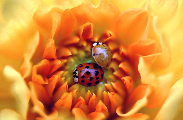 Lady Bugs Art Print featuring the photograph Dance With Me Baby by Bill Morgenstern