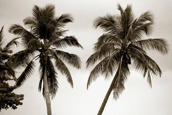 Palms Art Print featuring the photograph Dancing Palms by Susanne Van Hulst