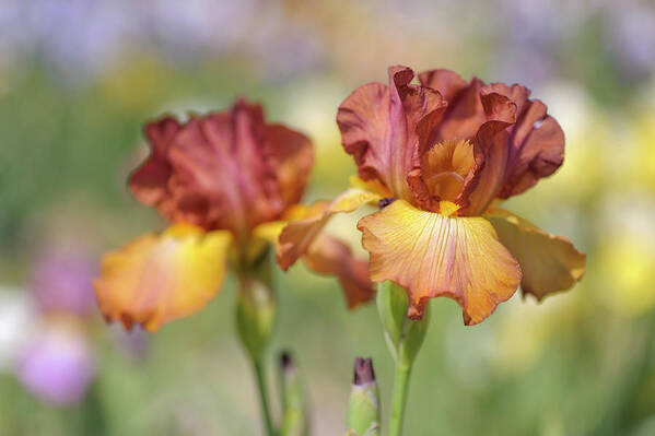 Jenny Rainbow Fine Art Photography Art Print featuring the photograph Dancing Rill. The Beauty of Irises by Jenny Rainbow