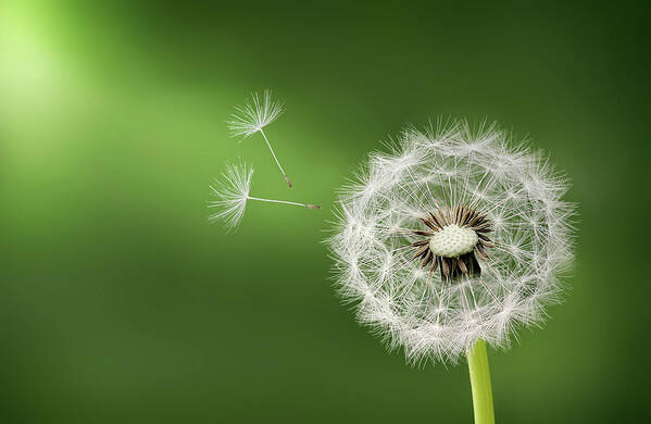 Abstract Art Print featuring the photograph Dandelion by Bess Hamiti