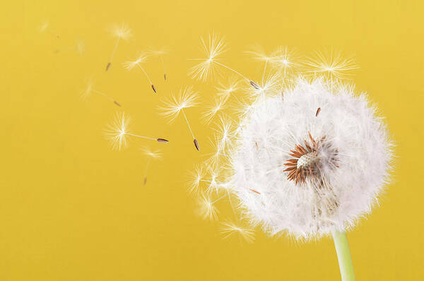 Abstract Art Print featuring the photograph Dandelion flying on colorful background by Bess Hamiti