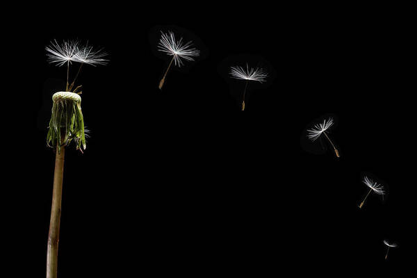 Dandelion Art Print featuring the photograph Dandelion Seeds Float Away by Steve Gadomski