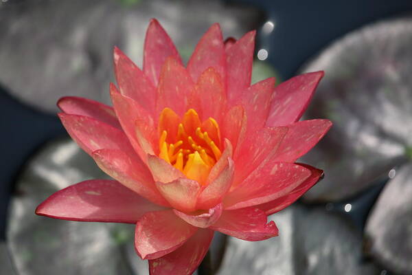  Art Print featuring the photograph Dappled Lily on Silver Pads by Ron Monsour