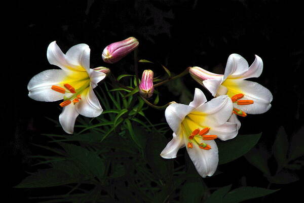 Lilies Art Print featuring the photograph Dark Day Bright Lilies by Byron Varvarigos