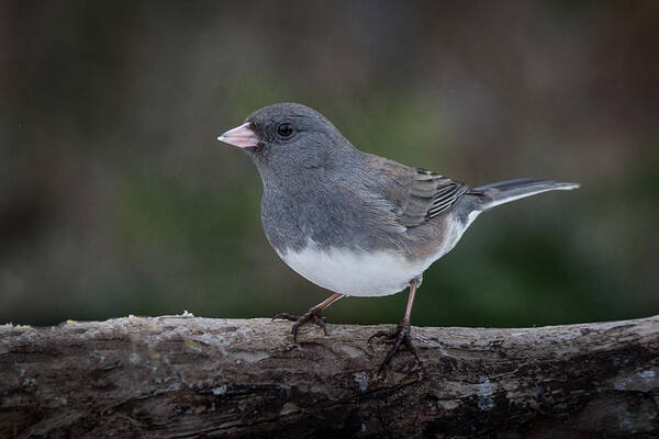 Dark Eyed Junco In The Winter Art Print featuring the photograph Dark eyed Junco by Kenneth Cole