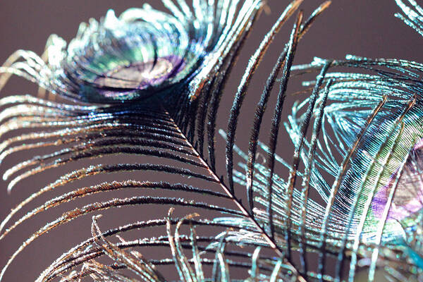 Peacock Feather Art Print featuring the photograph Dark Feathers by Angela Murdock