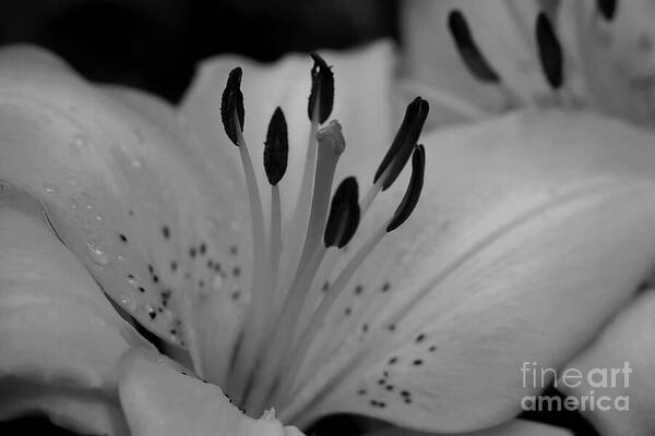 Day Lily Art Print featuring the photograph Day Lily Macro in Black and White by Patricia Strand