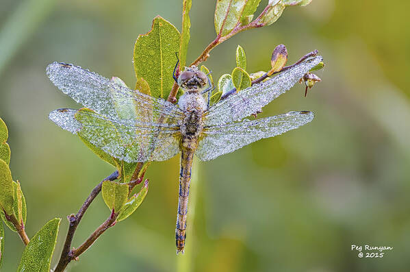 Dragonfly Art Print featuring the photograph Daylight Diamonds by Peg Runyan