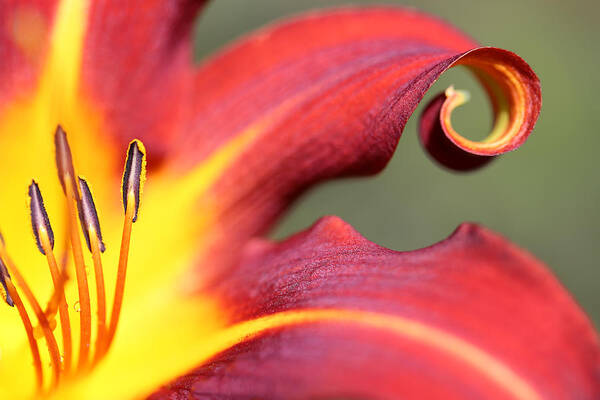 Daylily Curl Art Print featuring the photograph Daylily Curl by Tammy Pool